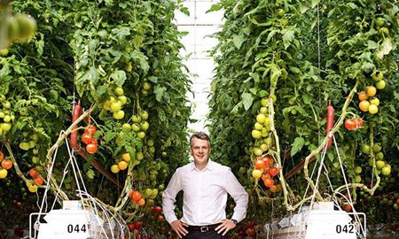   15 درصد گوجه فرنگی مصرفی استرالیا در گلخانه جنوب این کشور تولید می شود!