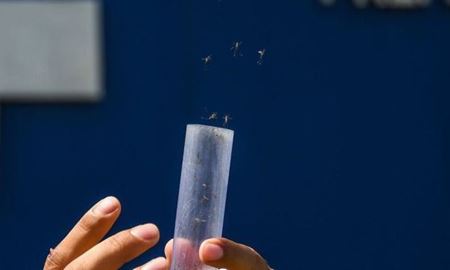 موفقیت پژوهشگران استرالیا در مبارزه با پشه ناقل بیماری از طریق عقیم کردن نرها