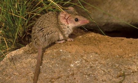 کوچکترین پستاندار و کیسه دار جهان در استرالیا
