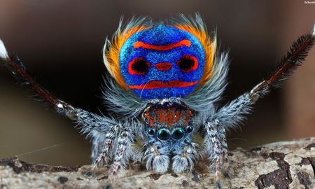 با "peacock spider" زیباترین عنکبوت در استرالیا  آشنا شوید