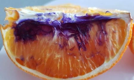 مقامات بهداشتی استرالیا ، دلیل تغییر رنگ پرتقال‌های تازه قاچ‌شده را پیدا کردند