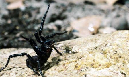 استفاده از زهر عنکبوت استرالیایی ، برای درمان سرطان پوست