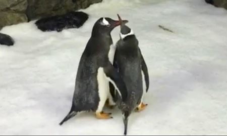 پنگوئن‌های همجنس در  آکواریوم سیدنی یک تخم  را  پروش می دهند