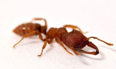 مورچه "دراکولا"در استرالیا سریعترین موجود جهان شناخته شد!  