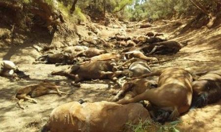 هلاک شدن گله اسب‌های وحشی در گرمای بی‌سابقه استرالیا 