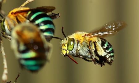پژوهش جدید دانشمندان دانشگاه آر ام آی تی ملبورن،"زنبورها مسائل ریاضی را با جمع و تفریق حل می کنند"