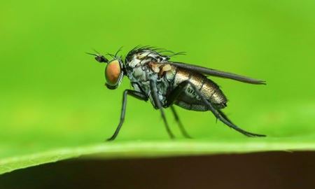 محققان استرالیا دریافتند که ، حشرات هم از دردهای مزمن رنج می‌برند