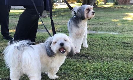  در ایالت ویکتوریای استرالیا ،دو سگ کوچولو صاحب‌شان را از تجاوز جنسی نجات دادند