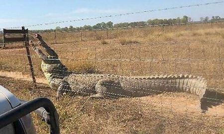 حمله تمساح به یک باغبان در ادلاید استرالیا