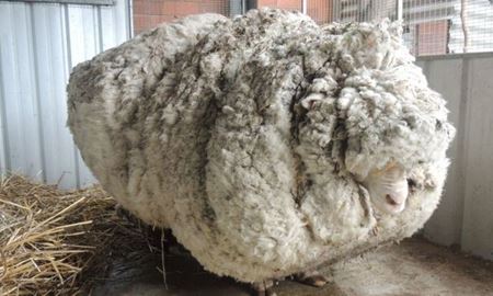 کریس، پشمالوترین گوسفند جهان در استرالیا ، مرد