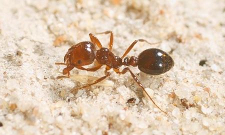 هشدار در استرالیا /مراقب نیش خطرناک و کشنده مورچه های قرمز آتشین باشید