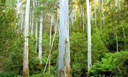  درخت اکالیپتوس در گسترش آتش‌سوزی‌های جنگلی استرالیا چه نقشی دارد؟