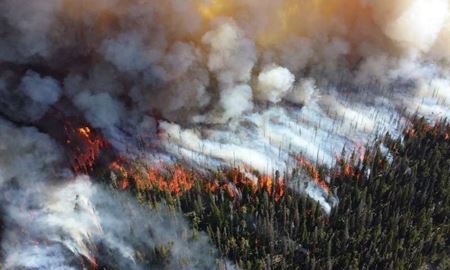 یک پنجم از جنگل‌های استرالیا در آتش سوزی های اخیر از بین رفت