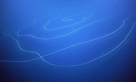  موجودی عجیب شبیه مو در آب‌های استرالیا