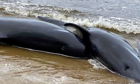  غمناکترین و بزرگ‌ترین خودکشی دسته جمعی نهنگها در تاریخ استرالیا