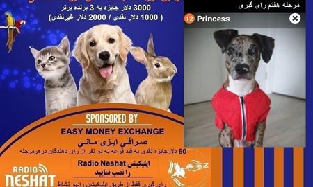 آغاز سری هشتم و آخرین سری عکس برای رای گیری/ Princess در مرحله هفتم رای گیری به فینال دومین دوره مسابقه عکس حیوانات خانگی رادیو نشاط راه پیدا کرد