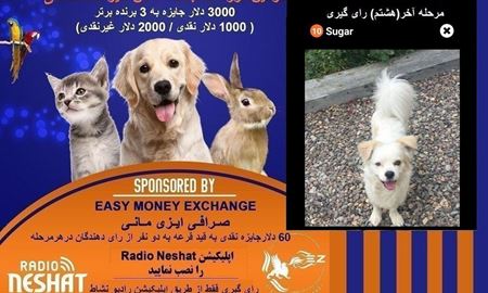 در آخرین مرحله (هشتم) Sugar به فینال دومین دوره مسابقه عکس حیوانات خانگی رادیو نشاط راه پیدا کرد