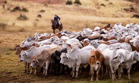 فروش بزرگترین دامداری استرالیا به سرمایه گذار انگلیسی