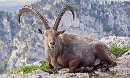 سه سال حبس برای شکارچی بز کوهی در ایران