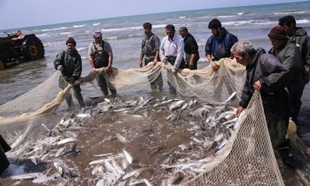 صید تجاری ماهیان خاویار دریای خزر ممنوع شد