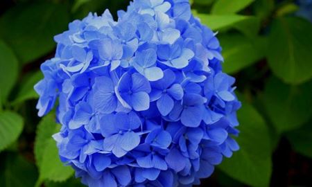 اهمیت گل‌های آبی‌رنگ برای زنبورهای عسل