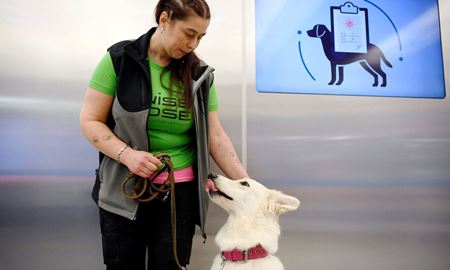 آموزش سگ‌ها، برای تشخیص بیماران کرونایی