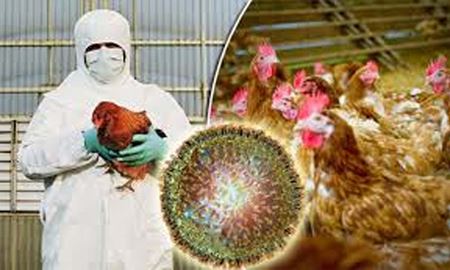 گزارش انتقال آنفولانزای مرغی به انسان در روسیه