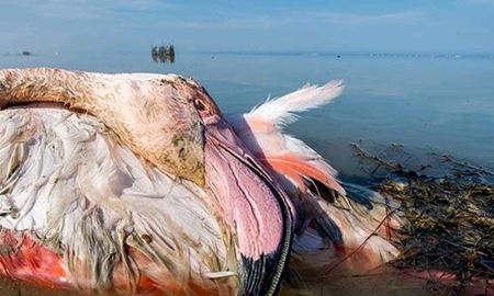 تلفات بیش از 12 هزار پرنده در ایران