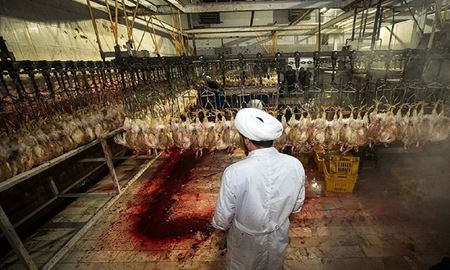 دستمزد220 یورویی روحانیون ناظر در کشتارگاه‌ها