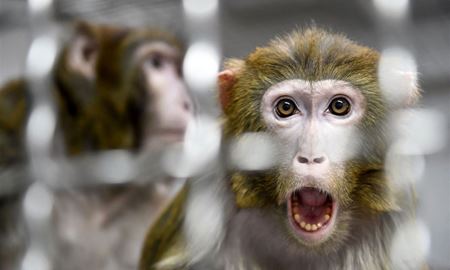 بحث اخلاقی سلول‌های انسانی در رویان‌ میمون