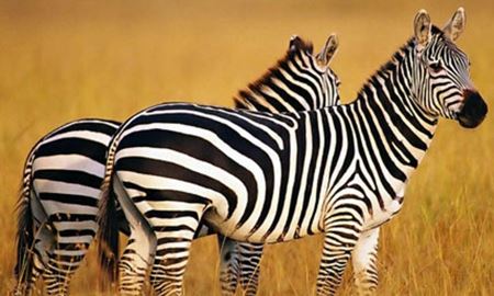 تناقض‌گویی مسئولان ایرانی در مورد مرگ گورخرهای آفریقایی