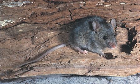 هشدار کارشناسان در خصوص هجوم موش‌های موذی به سیدنی