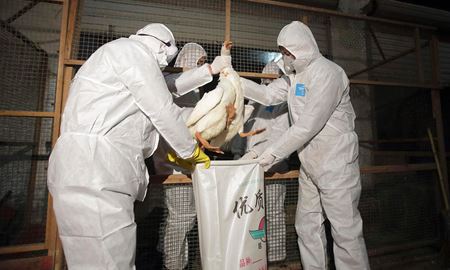 ثبت اولین مورد انسانی مبتلا به آنفولانزای مرغی در چین