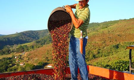 بحران خشکسالی در برزیل و کاهش شدید تولید قهوه عربیکا