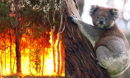طرح "احیای استرالیا" با ایجاد 12 میلیون هکتار جنگل