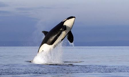 معمای نهنگ‌های قاتل در آب‌های استرالیا