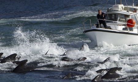 کشتار ۱۴۰۰ دلفین در جزایر فارو