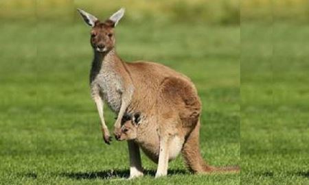 کانگورو، حیوان دوست داشتنی استرالیا