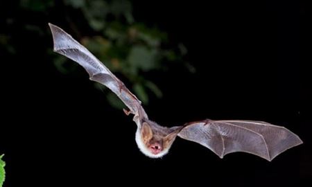 حیوانات، هزاران انسان را سالانه به ویروس‌های کرونا مبتلا می‌کنند