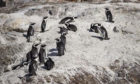 مرگ پنگوئن‌های در معرض انقراض، با حمله زنبورهای عسل