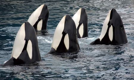 امید به نجات نهنگ‌های در خطر انقراض با احتمال بارداری سه نهنگ