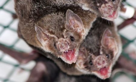 عادت خفاش‌های خون‌آشام به حرف زدن هنگام پرواز و غذاخوردن