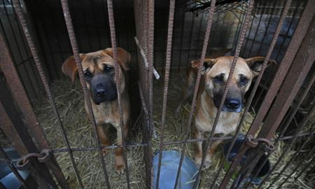 احتمال ممنوعیت مصرف گوشت سگ در کره‌جنوبی