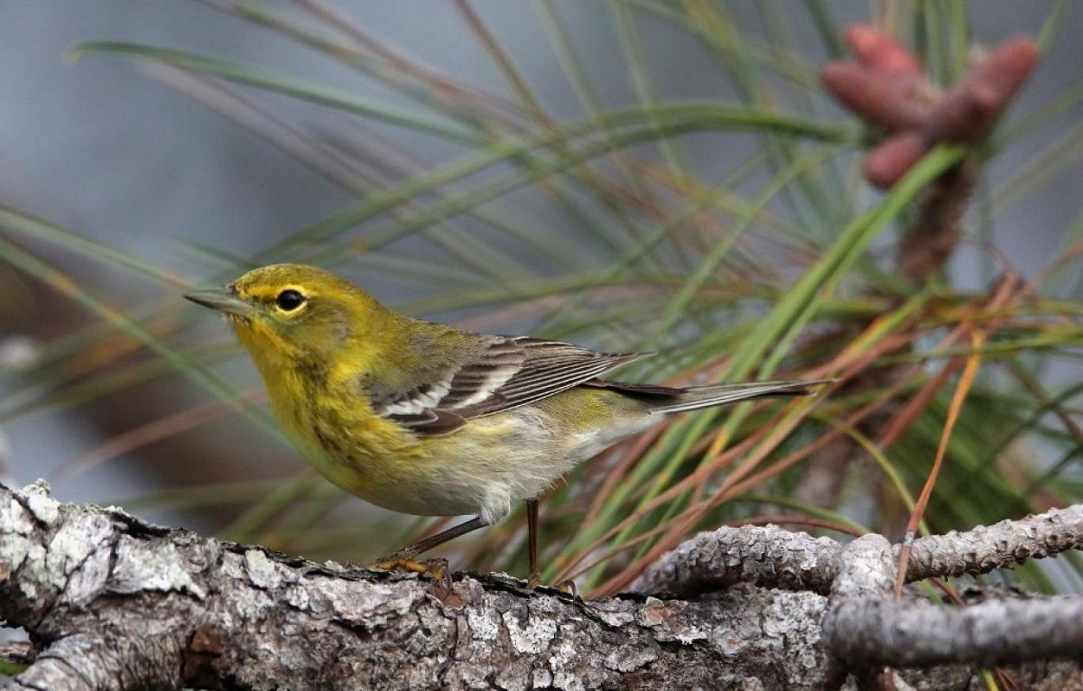 media.news.imagealternatetextformat.details