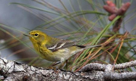 تایید انقراض 22 گونه جانوری در آمریکا