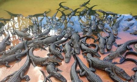 واردات کروکدیل از مالزی به ایران