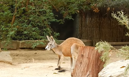 گردشگری استرالیا/سیدنی ...ایالت نیو ساوت ولز/ باغ وحش تارونگا ( Taronga Zoo )
