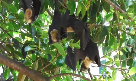 گردشگری استرالیا/شهر ( Cairns )...ایالت کوئینزلند/  تماشای خفاش ها ( Watch the bats )
