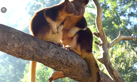  گردشگری استرالیا/ملبورن...ایالت ویکتوریا /  حفاظت گاه حیوانات هیلسفیل ( Healesville Sanctuary )