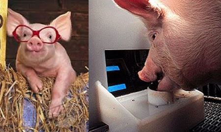 خوک‌های گیمر برای دریافت غذا بازی ویدئویی انجام می‌دهند